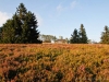 Astenheide