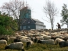 Heidschnucken beweiden die Astenheide