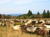 Heidschnucken beweiden die Astenheide