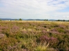 Blühende Heide