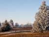 Astenheide mit Raureif überzogen