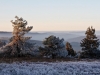 Astenheide mit Raureif überzogen